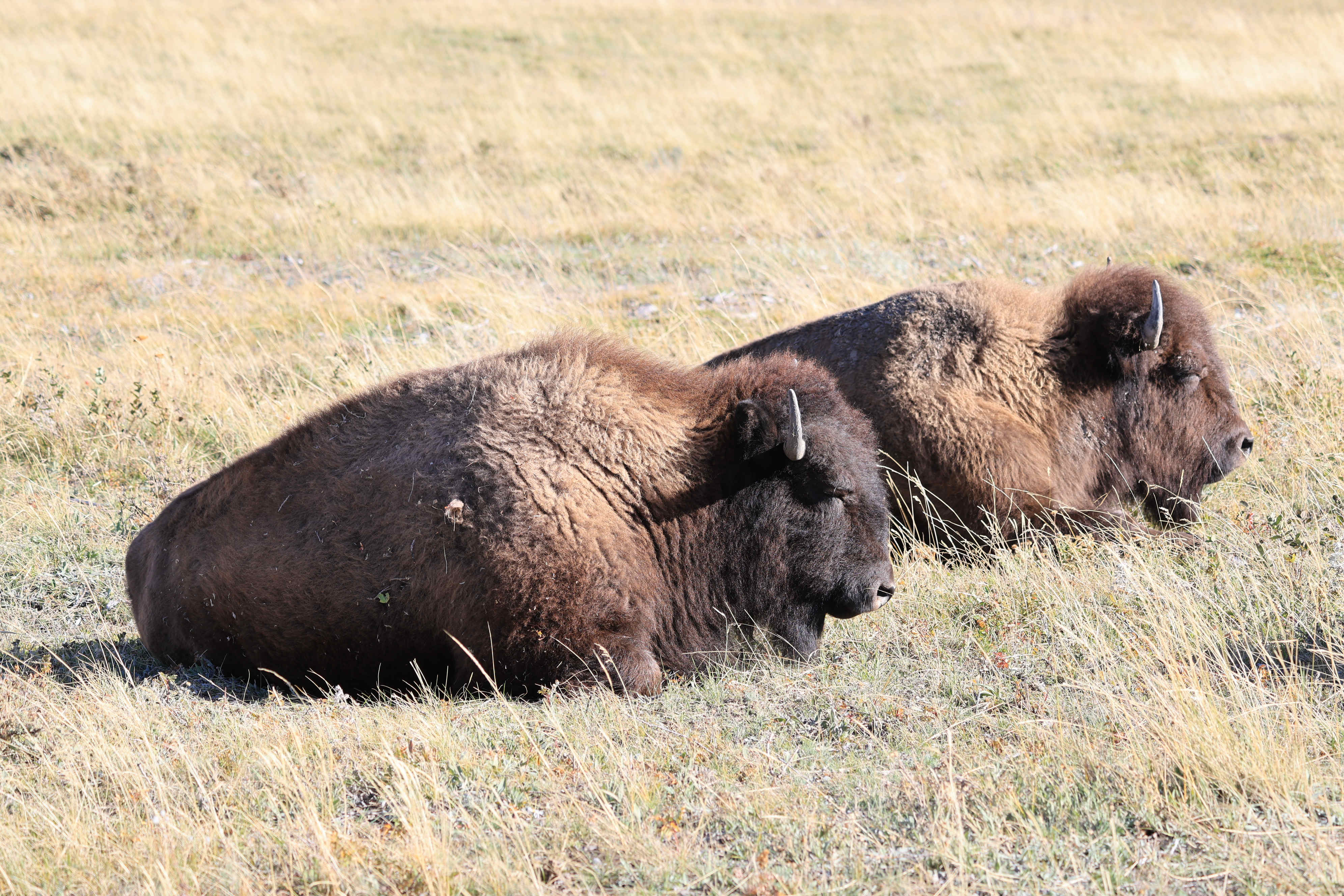 Bison Paddok